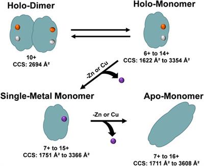 Utilizing Ion Mobility-Mass Spectrometry to Investigate the Unfolding Pathway of Cu/Zn Superoxide Dismutase